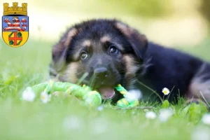 Mehr über den Artikel erfahren Schäferhund Züchter und Welpen in Groß-Gerau