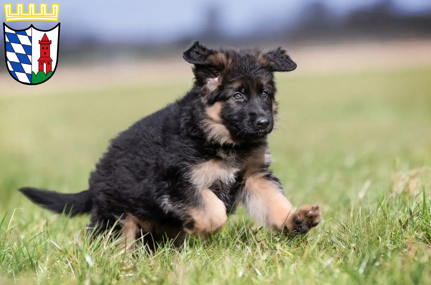 Mehr über den Artikel erfahren Schäferhund Züchter und Welpen in Günzburg