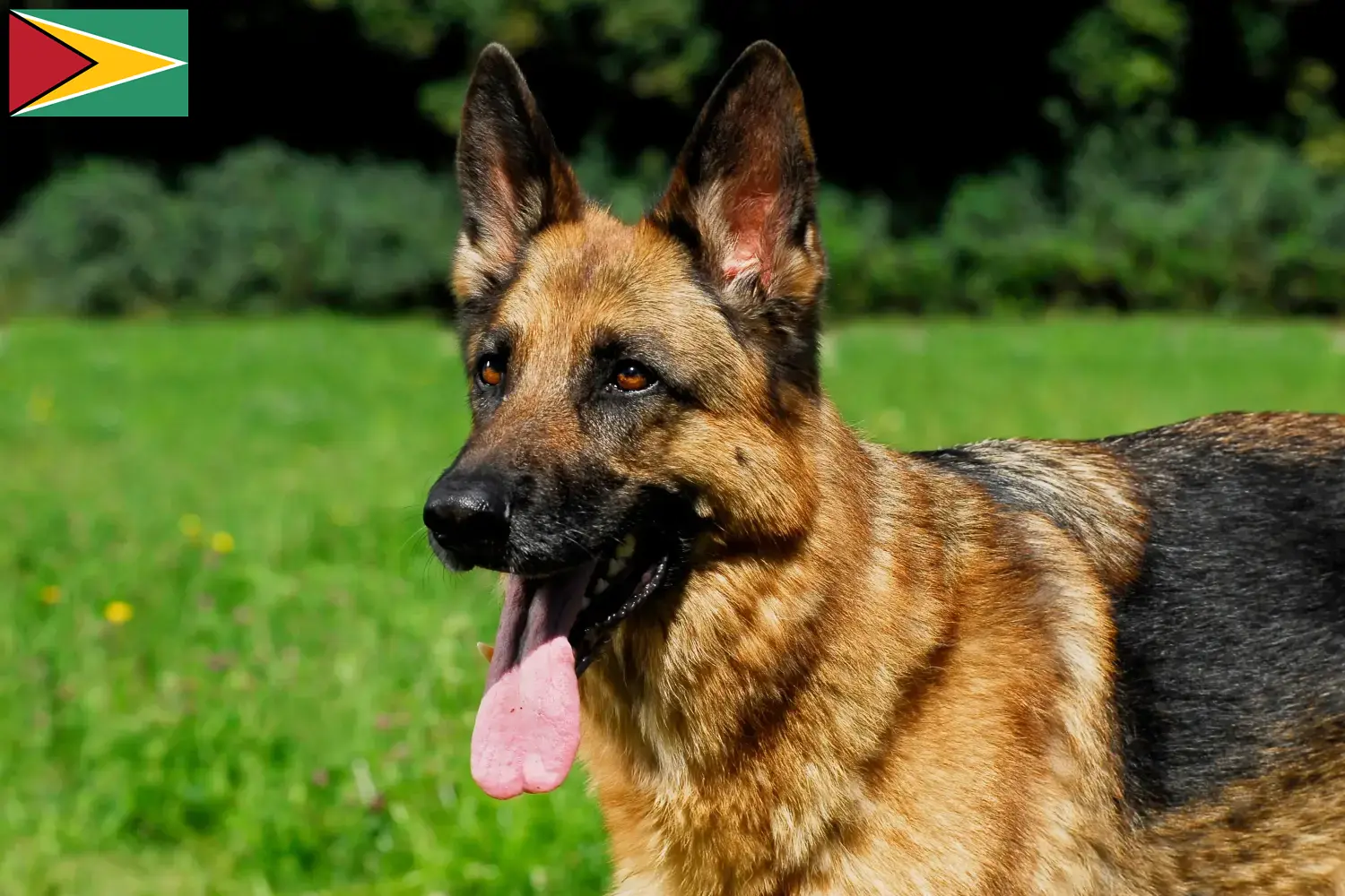 Mehr über den Artikel erfahren Schäferhund Züchter und Welpen in Guyana