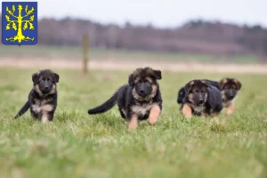 Mehr über den Artikel erfahren Schäferhund Züchter und Welpen in Hagen