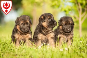 Mehr über den Artikel erfahren Schäferhund Züchter und Welpen in Halle (Saale)