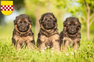 Mehr über den Artikel erfahren Schäferhund Züchter und Welpen in Hamm