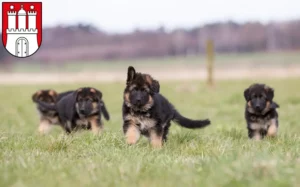 Mehr über den Artikel erfahren Schäferhund Züchter und Welpen in Harburg