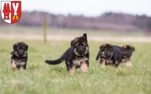 Mehr über den Artikel erfahren Schäferhund Züchter und Welpen im Harz