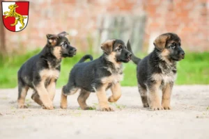 Mehr über den Artikel erfahren Schäferhund Züchter und Welpen in Haßfurt