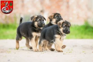 Mehr über den Artikel erfahren Schäferhund Züchter und Welpen in Heide (Holstein)