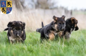 Mehr über den Artikel erfahren Schäferhund Züchter und Welpen in Hildburghausen