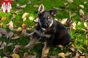 Mehr über den Artikel erfahren Schäferhund Züchter und Welpen in Höxter