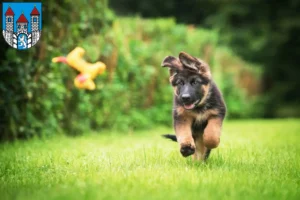 Mehr über den Artikel erfahren Schäferhund Züchter und Welpen in Holzminden