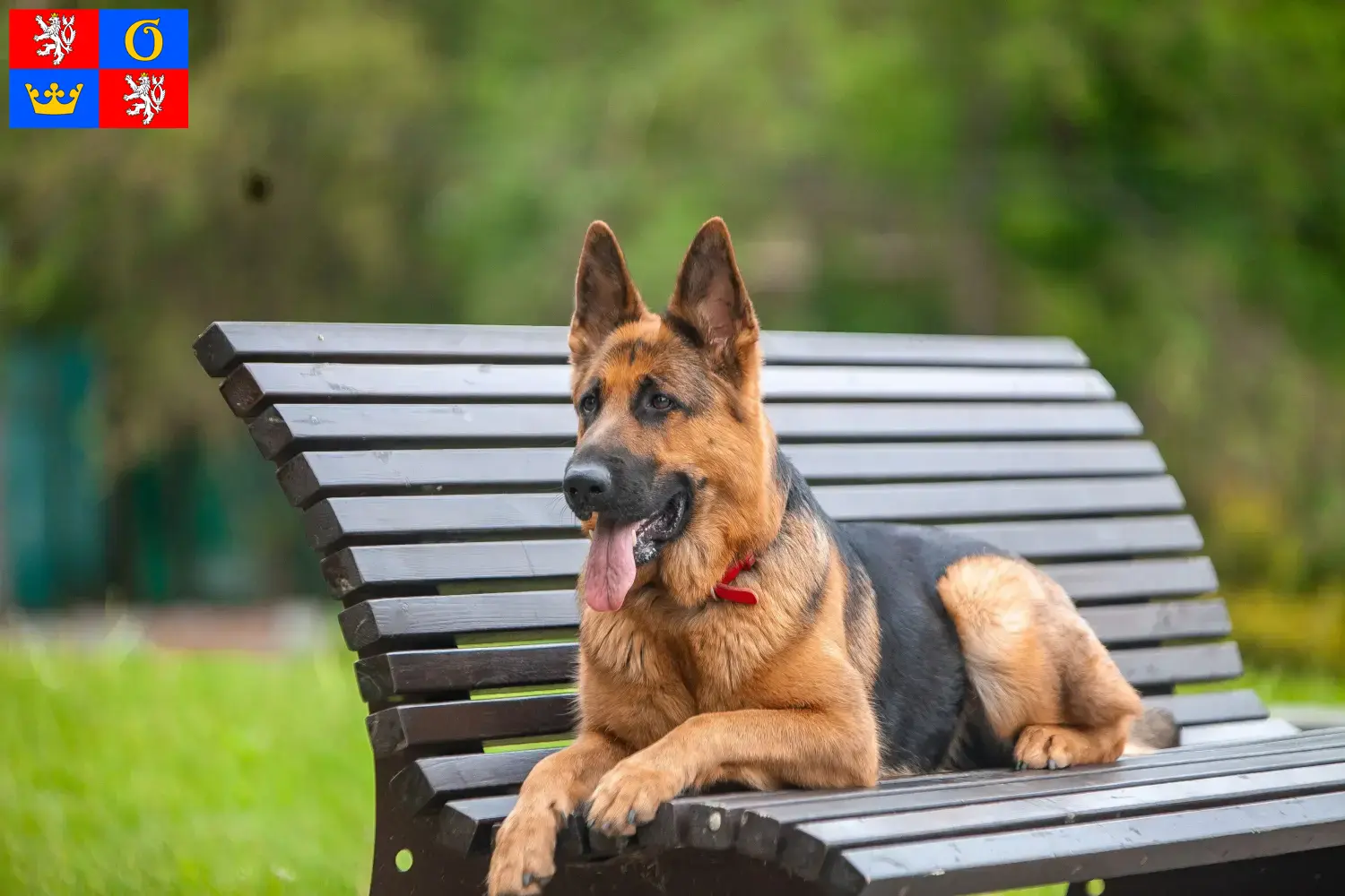 Mehr über den Artikel erfahren Schäferhund Züchter und Welpen in Hradec Králové