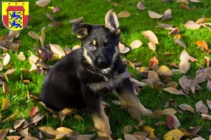 Mehr über den Artikel erfahren Schäferhund Züchter und Welpen in Husum