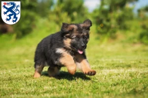 Mehr über den Artikel erfahren Schäferhund Züchter und Welpen in Ingolstadt