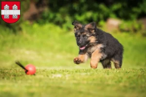 Mehr über den Artikel erfahren Schäferhund Züchter und Welpen in Innsbruck