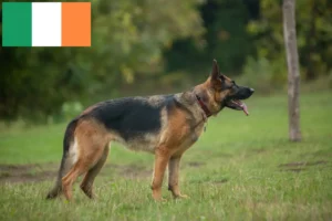 Mehr über den Artikel erfahren Schäferhund Züchter und Welpen in Irland