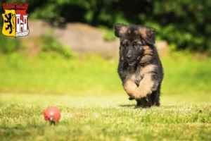 Mehr über den Artikel erfahren Schäferhund Züchter und Welpen in Jülich