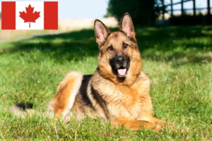 Mehr über den Artikel erfahren Schäferhund Züchter und Welpen in Kanada