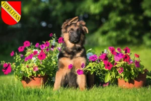 Mehr über den Artikel erfahren Schäferhund Züchter und Welpen in Karlsruhe