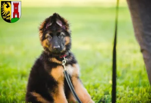 Mehr über den Artikel erfahren Schäferhund Züchter und Welpen in Kempten (Allgäu)