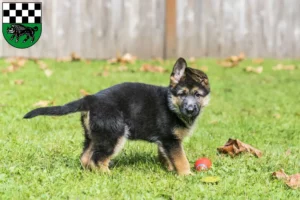 Mehr über den Artikel erfahren Schäferhund Züchter und Welpen in Kirchheimbolanden