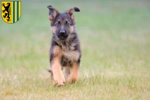 Mehr über den Artikel erfahren Schäferhund Züchter und Welpen in Leipzig