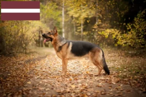 Mehr über den Artikel erfahren Schäferhund Züchter und Welpen in Lettland