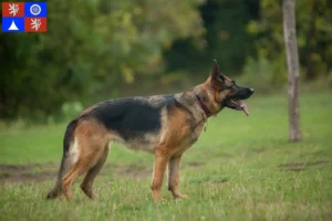 Mehr über den Artikel erfahren Schäferhund Züchter und Welpen in Liberec