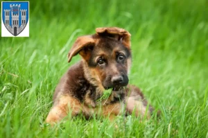 Mehr über den Artikel erfahren Schäferhund Züchter und Welpen in Limburg an der Lahn