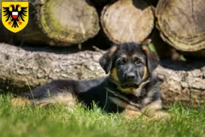 Mehr über den Artikel erfahren Schäferhund Züchter und Welpen in Lübeck