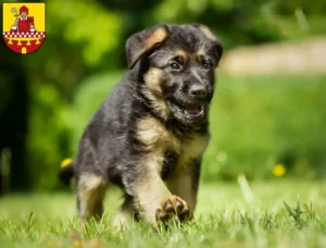 Mehr über den Artikel erfahren Schäferhund Züchter und Welpen in Lüdenscheid