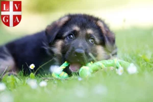 Mehr über den Artikel erfahren Schäferhund Züchter und Welpen in Lugano