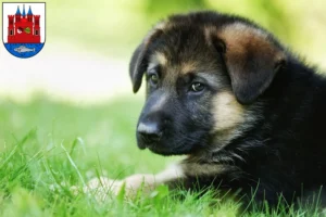 Mehr über den Artikel erfahren Schäferhund Züchter und Welpen in Lutherstadt Wittenberg