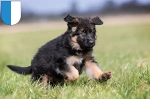 Mehr über den Artikel erfahren Schäferhund Züchter und Welpen in Luzern