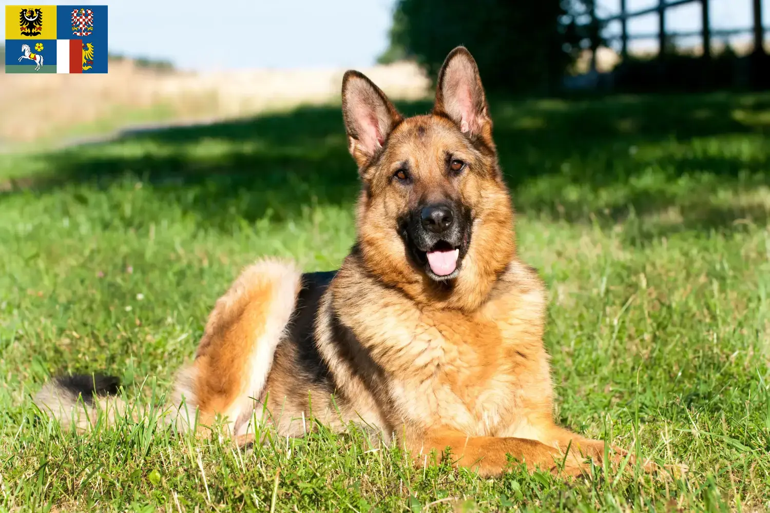 Mehr über den Artikel erfahren Schäferhund Züchter und Welpen in Mähren-Schlesien