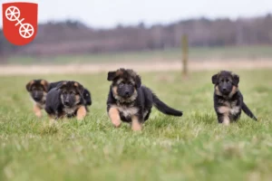 Mehr über den Artikel erfahren Schäferhund Züchter und Welpen in Mainz