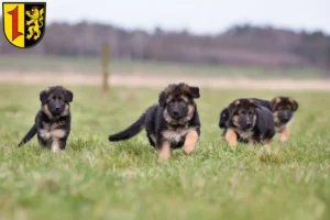 Mehr über den Artikel erfahren Schäferhund Züchter und Welpen in Mannheim