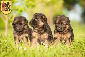 Mehr über den Artikel erfahren Schäferhund Züchter und Welpen in Meißen