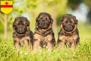 Mehr über den Artikel erfahren Schäferhund Züchter und Welpen in Meppen