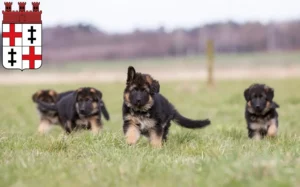 Mehr über den Artikel erfahren Schäferhund Züchter und Welpen in Merzig