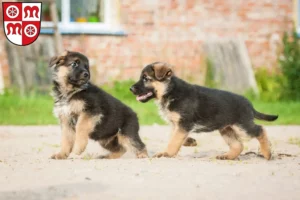 Mehr über den Artikel erfahren Schäferhund Züchter und Welpen in Miltenberg