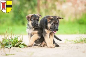 Mehr über den Artikel erfahren Schäferhund Züchter und Welpen in Moers