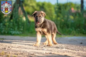 Mehr über den Artikel erfahren Schäferhund Züchter und Welpen in Montabaur