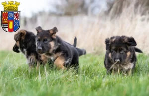 Mehr über den Artikel erfahren Schäferhund Züchter und Welpen in Mülheim an der Ruhr