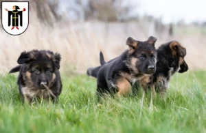 Mehr über den Artikel erfahren Schäferhund Züchter und Welpen in München