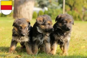 Mehr über den Artikel erfahren Schäferhund Züchter und Welpen in Münster