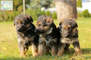 Mehr über den Artikel erfahren Schäferhund Züchter und Welpen aus dem Münsterland