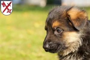 Mehr über den Artikel erfahren Schäferhund Züchter und Welpen in Naumburg (Saale)