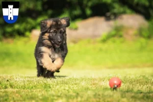 Mehr über den Artikel erfahren Schäferhund Züchter und Welpen in Neu-Ulm