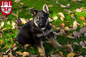 Mehr über den Artikel erfahren Schäferhund Züchter und Welpen in Neumünster