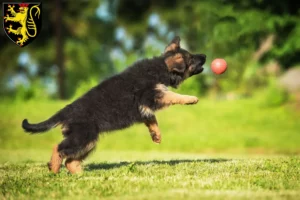 Mehr über den Artikel erfahren Schäferhund Züchter und Welpen in Neustadt an der Weinstraße