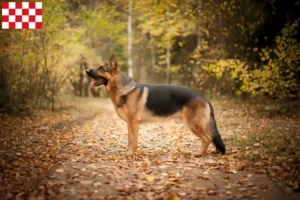 Mehr über den Artikel erfahren Schäferhund Züchter und Welpen in Nordbrabant